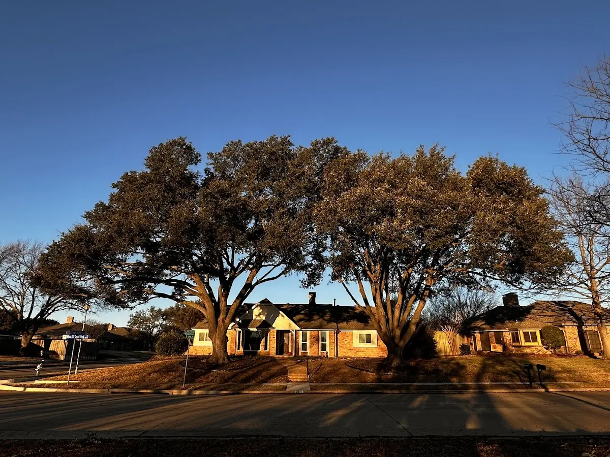 Established residential canopy tree shading a home in West Harrison